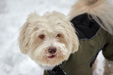Kışın karda montlu havanese köpek