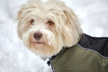 Beyaz havanese köpek kar ceket ile karda