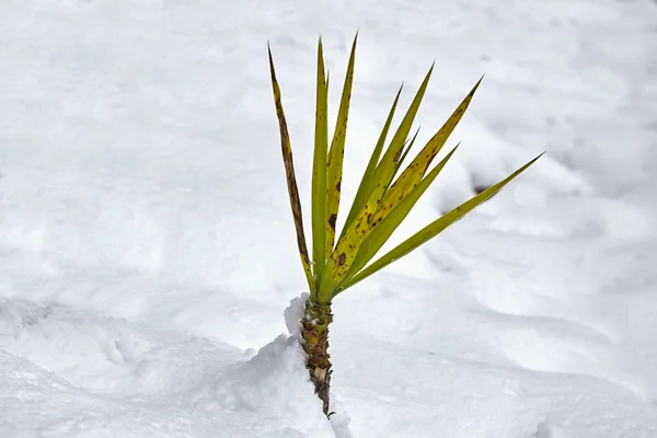 Пальма в снігу — стокове фото
