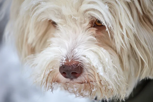 Burun karda havanese köpek yüz