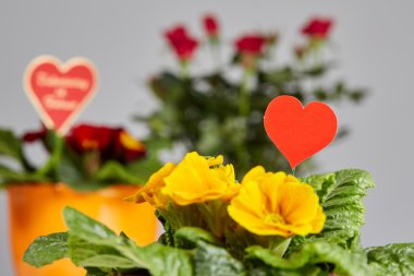 Sevgililer Günü Çiçekleri