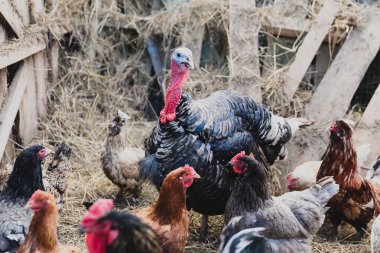 Tavuklu hindi ve tavuklar çimenlerde otlar.