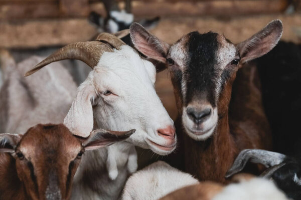 Goats of different colors are standing in a pen on the farm