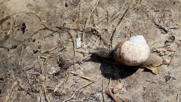 Una lumaca che striscia su una foresta primaverile. Splendido sole . — Video Stock