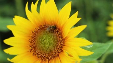 Güzel ayçiçeği boyunca arı tarar. Bu toplar polen için bal kaba günbatımı üzerinde.
