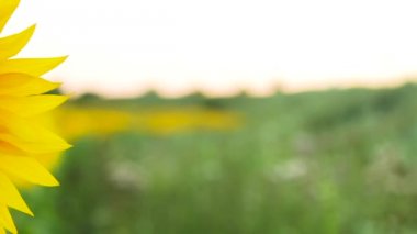 Güzel ayçiçeği alanında büyüyor. Sunset akşam kırsal aydınlatır.