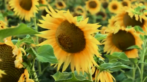 Girassóis crescem no campo. Wind Rustles Flores . — Vídeo de Stock