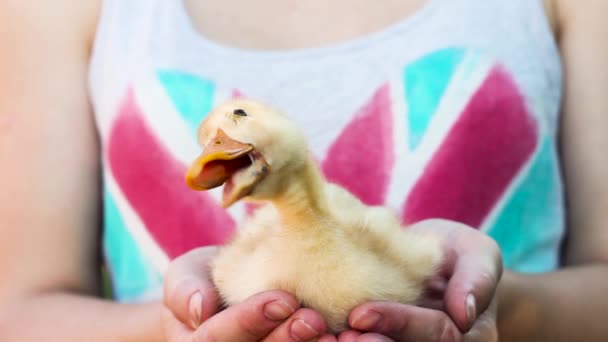 Eendje in de Hand. Meisje houdt weinig eendje in zijn handen. Eend kwakzalvers. — Stockvideo