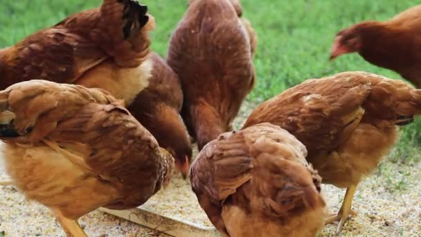 Kuřata na farmě a jíst krmivo pást. na trávě je krmení koryto s potraviny. — Stock video