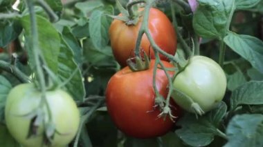 Bir çiftlikte büyüyen domates. Olgun hasat.