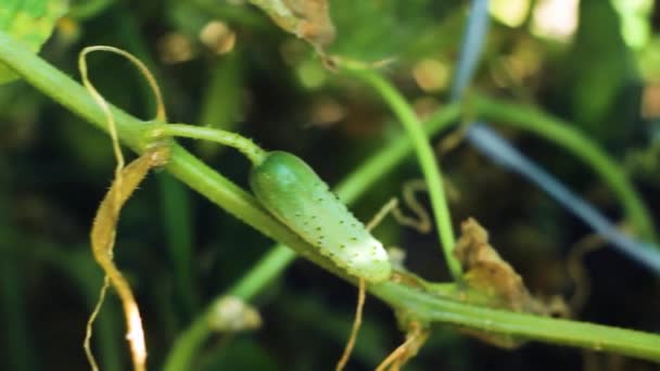 Pepino creciendo en una granja. Cosecha madura . — Vídeos de Stock