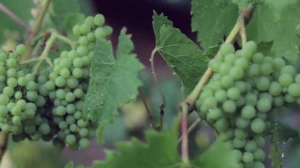 Uvas verdes en el huerto  . — Vídeo de stock