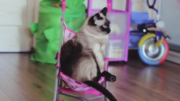 Кіт сидить у дитячому кріслі  . — стокове відео