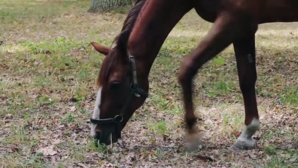 Los caballos pastan en el césped. Come hierba. . — Vídeos de Stock