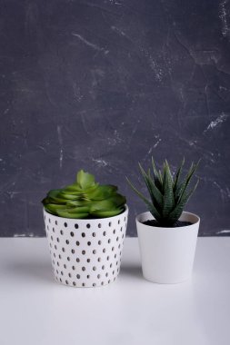 Tencerede sulu bitkiler. Küçük saksı sulu bitkiler ya da gri duvarda kaktüsler ve beyaz raflarda.