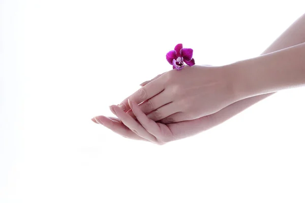 Closeup Image Beautiful Woman Hands Nude Manicure Nails Orchid Flower — Stock Photo, Image