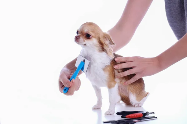 Chihuahua Dog Has Haircut Comb Hair White Background Groomer Concept — Stock Photo, Image