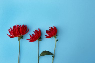 Mavi arka planda üç kırmızı çiçek yıldız çiçeği. Çiçek kompozisyonu. Düz konum, üst görünüm, kopyalama alanı. Yaz, sonbahar konsepti.