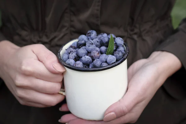 Freshly collected blueberries in the metal tin mug.  Harvesting foraging  bilberries fruit. Camping travel concept. Close up view of a young  woman holding tin mug with bilberries. Selective focus.