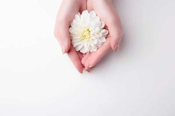 Woman holding close up dahlia white flower in hands on white background. Top view, flat lay, copy space.