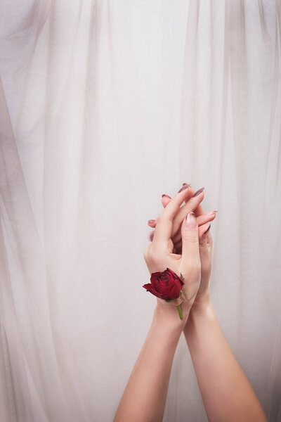 Сухая красная роза прикреплена к руке с гипсовыми лентами Естественная свежесть и женские руки, косметика для рук с красным розовым цветочным клеем штукатурки. Концепция - природная терапия