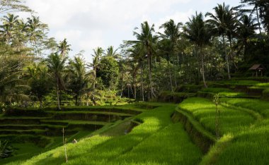 Teraslı pirinç tarlaları ve orman ağaçları Gunung Kawi antik Hindu tapınağı yakınlarındaki sulama yamacında hasat için hazır. Ubud, Bali, Endonezya