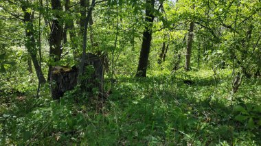 Vahşi ve güzel yeşil orman