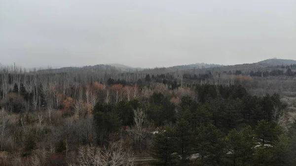 Paisajes Niebla Bosque —  Fotos de Stock