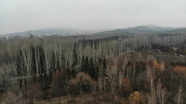 Landschappen Mist Bos — Stockfoto