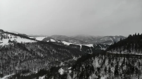 Soğuk Avrupa 'daki bir dağda donmuş orman