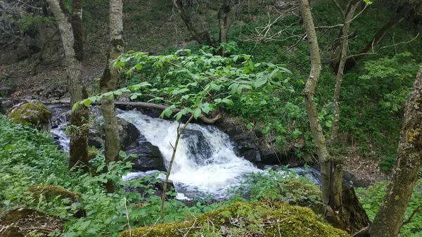 Rivière Sauvage Dans Une Forêt Verte — Photo