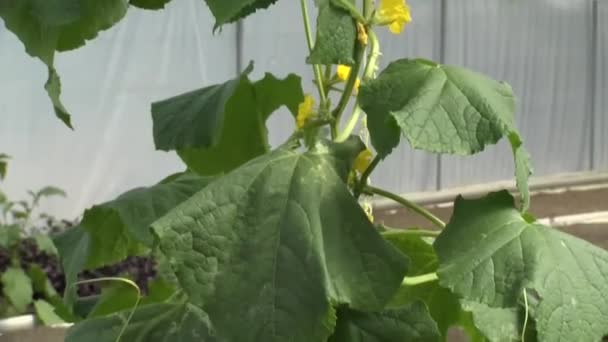 Salatblätter Aquaponischen Gewächshaus — Stockvideo