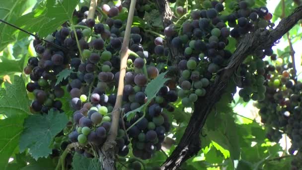 Druvfält För Vinproduktion — Stockvideo