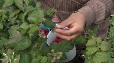 Kadın serada ahududu topluyor.