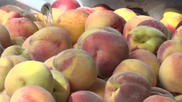 Zoete Smakelijke Perziken — Stockvideo