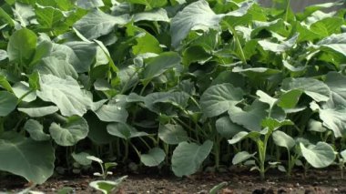 seradaki aquaponics çiftliği