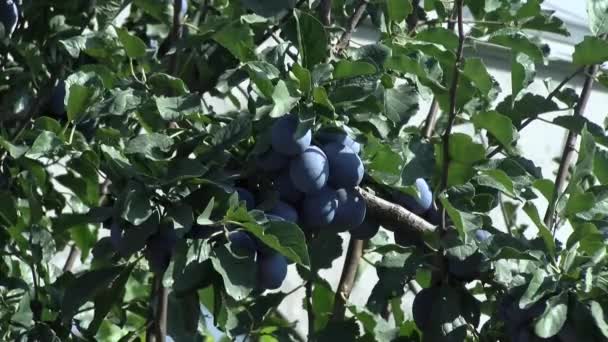 Sweet Purple Plum Tree — Stock Video
