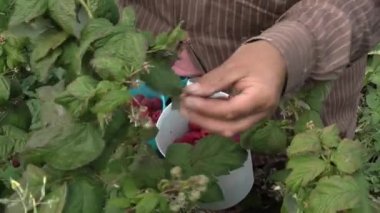 Kadın serada ahududu topluyor.