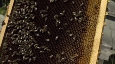 Arı çiftliği ve tatlı bal