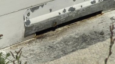 Arı çiftliği ve tatlı bal