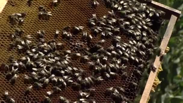 Peternakan Lebah Dan Madu Manis — Stok Video