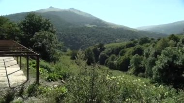 Güzel koyu kozalaklı orman.
