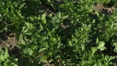 Aquaponic serasında marul yaprakları