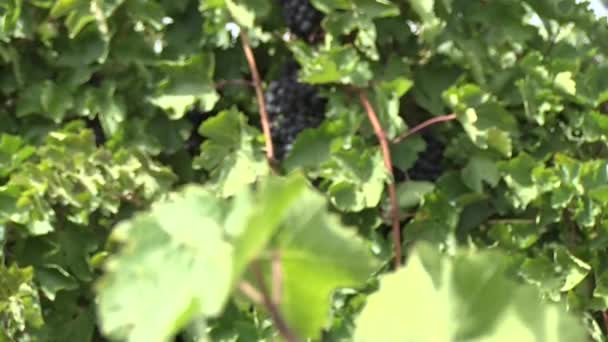 Druivenveld Voor Wijnproductie — Stockvideo