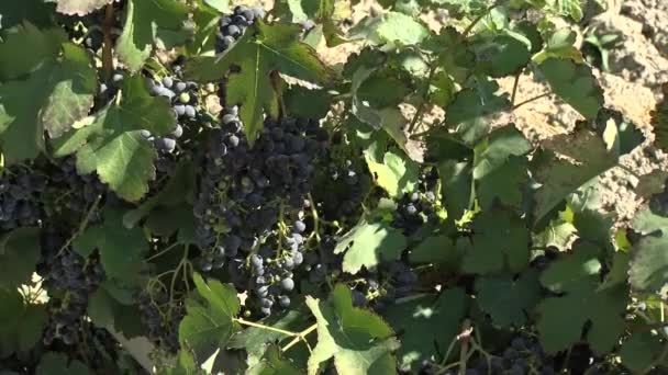 Campo Uva Para Producción Vino — Vídeos de Stock