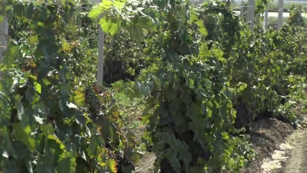 Campo Uva Para Producción Vino — Vídeos de Stock