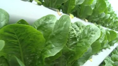 Aquaponic serasında marul yaprakları