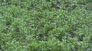 Aquaponic serasında marul yaprakları