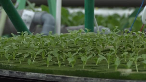 Frunze Salată Verde Seră Acvaponică — Videoclip de stoc