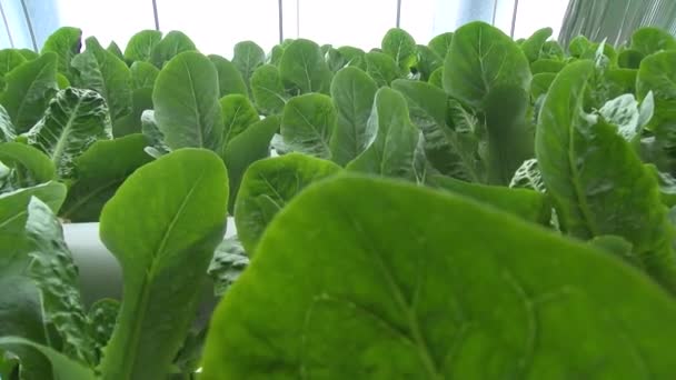 Lettuce Leaves Aquaponic Greenhouse — Stock Video